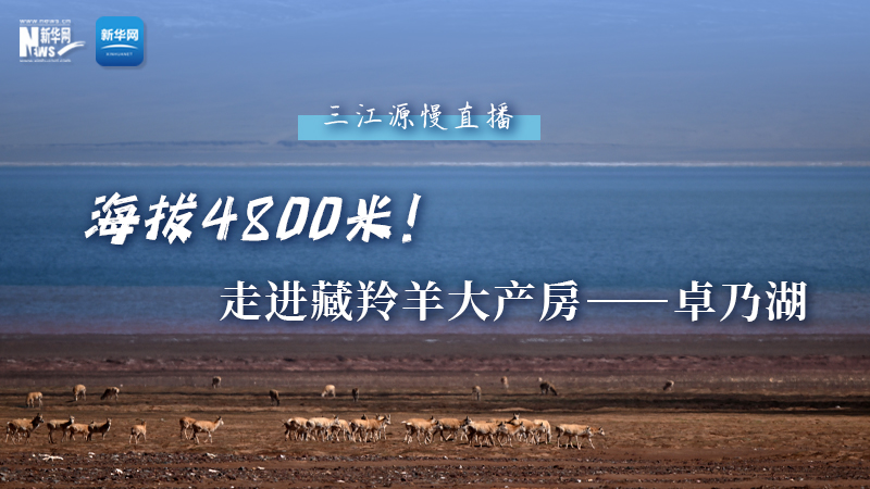 大美中國(guó)｜海拔4800米！走進(jìn)藏羚羊大產(chǎn)房——卓乃湖