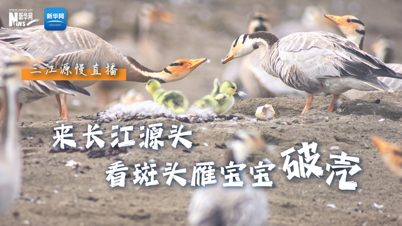“萌主”當(dāng)家丨來(lái)長(zhǎng)江源頭，看斑頭雁寶寶破殼