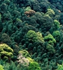 青海省持續(xù)開展大規(guī)模造林，國土綠化面積進一步擴大，省東部地區(qū)森林覆蓋率達32%高于全國平均水平