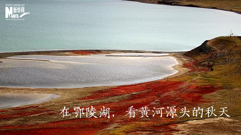 三江源慢直播丨在鄂陵湖，看黃河源頭的秋天