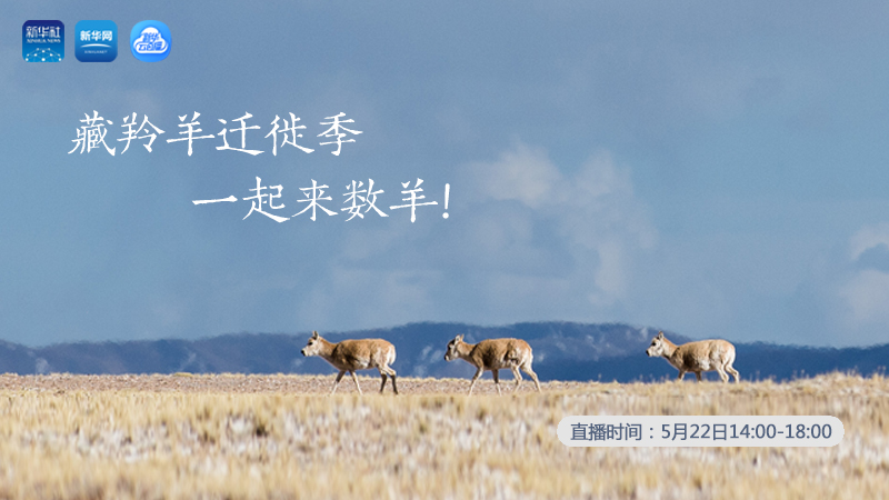 三江源慢直播丨藏羚羊遷徙季 一起來數(shù)羊！