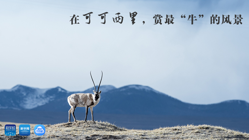 三江源慢直播丨在可可西里，賞最“牛”的美景